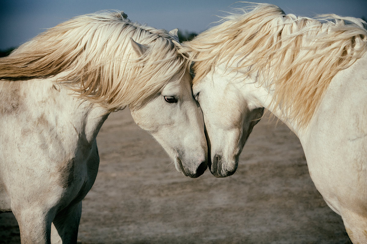 horses of the camargue