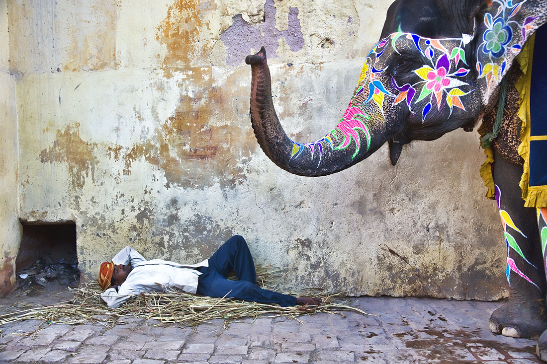 india photography workshop painted elephant 