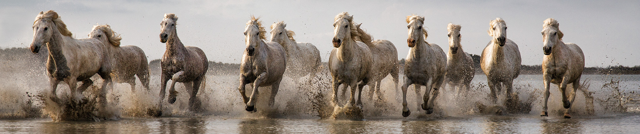 white horses of the camargue, france