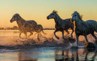 The white horses of the Camargue 2018