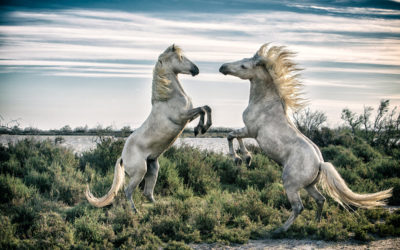 The white horses of the Camargue,  France 2016